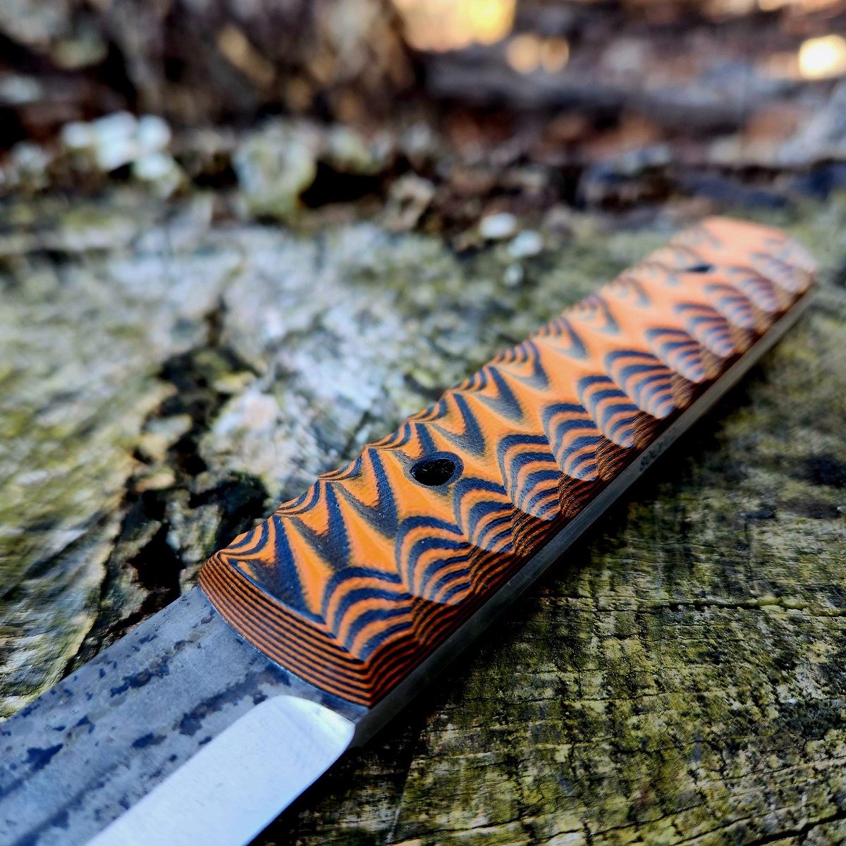 Gracilis orange and black - Image 4
