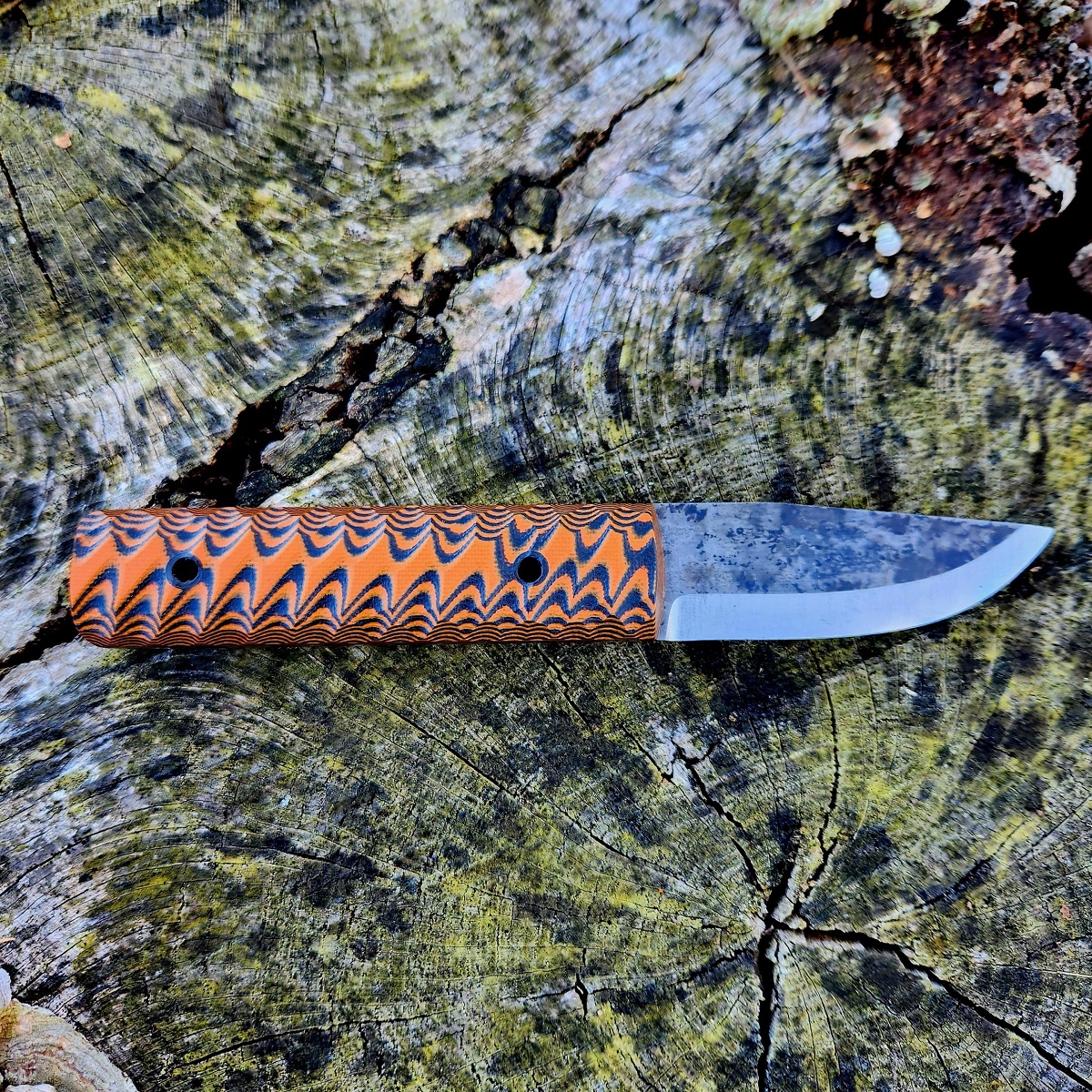 Gracilis orange and black - Image 2